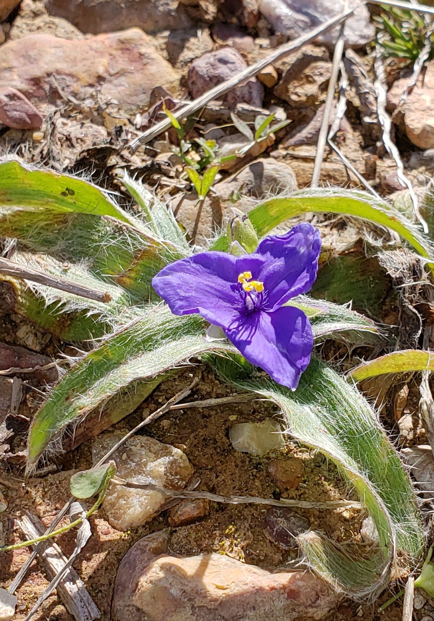 Tradescantia subacaulis