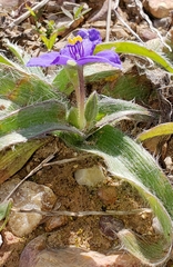Tradescantia subacaulis