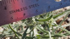 Johnstonella costata