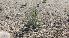 Johnstonella costata