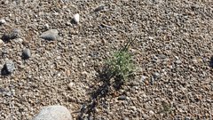 Johnstonella costata