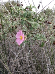 Cistus parviflorus