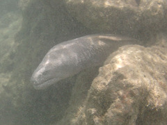 Gymnothorax pictus