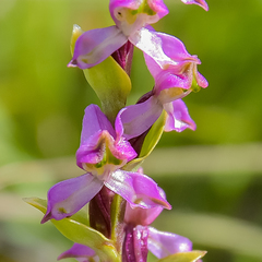 Disperis tysonii