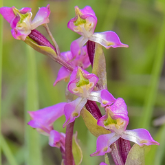 Disperis tysonii