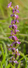 Disperis tysonii