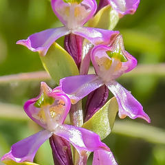 Disperis tysonii