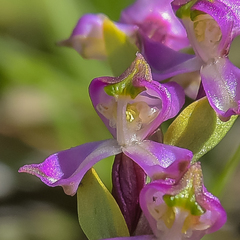 Disperis tysonii
