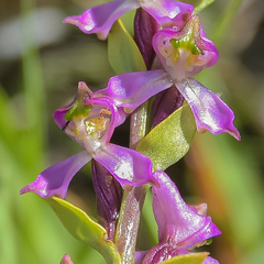 Disperis tysonii