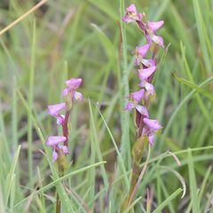 Disperis tysonii
