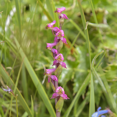 Disperis tysonii