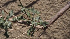 Eriogonum deserticola