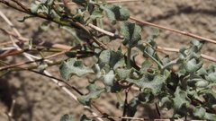Eriogonum deserticola
