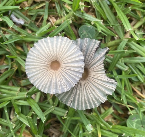 pleated inkcap (Parasola plicatilis)