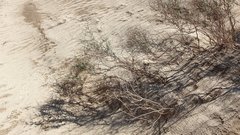 Eriogonum deserticola