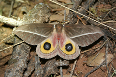 Automeris zephyria