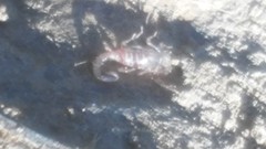 Centruroides exilicauda