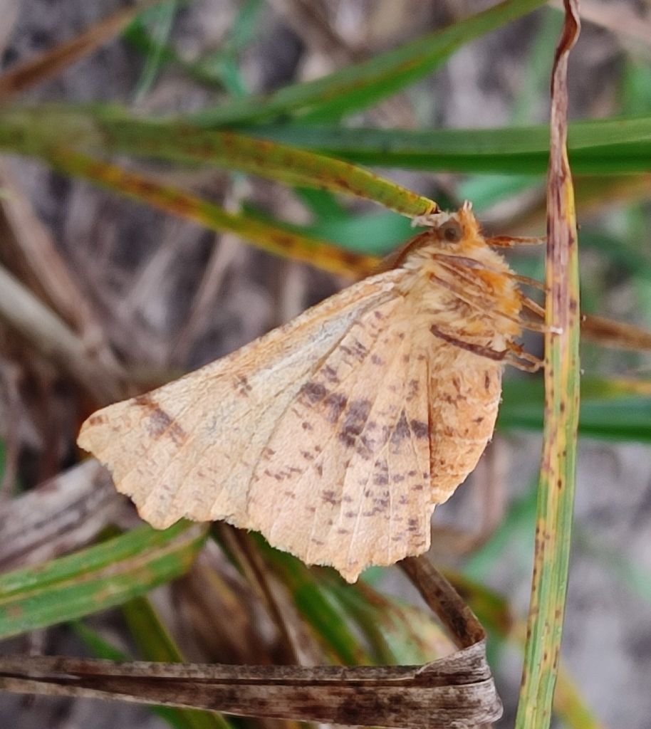 Large Thorn