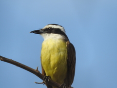 Pitangus sulphuratus