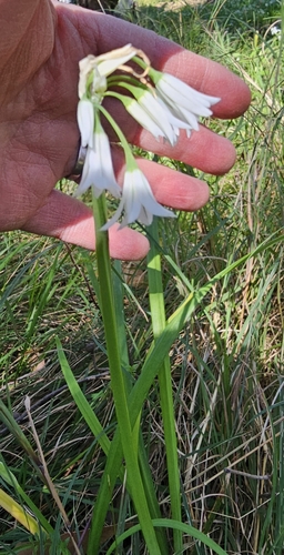 Allium triquetrum
