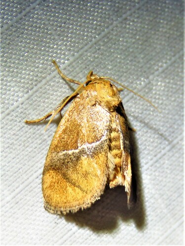 Graceful Slug Moth