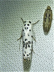 Ethmia bittenella