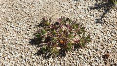 Langloisia setosissima setosissima