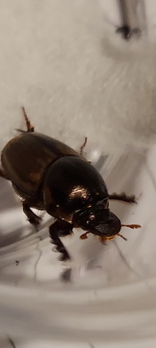 Gazelle Scarab photo 5