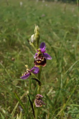 Ophrys fuciflora elatior