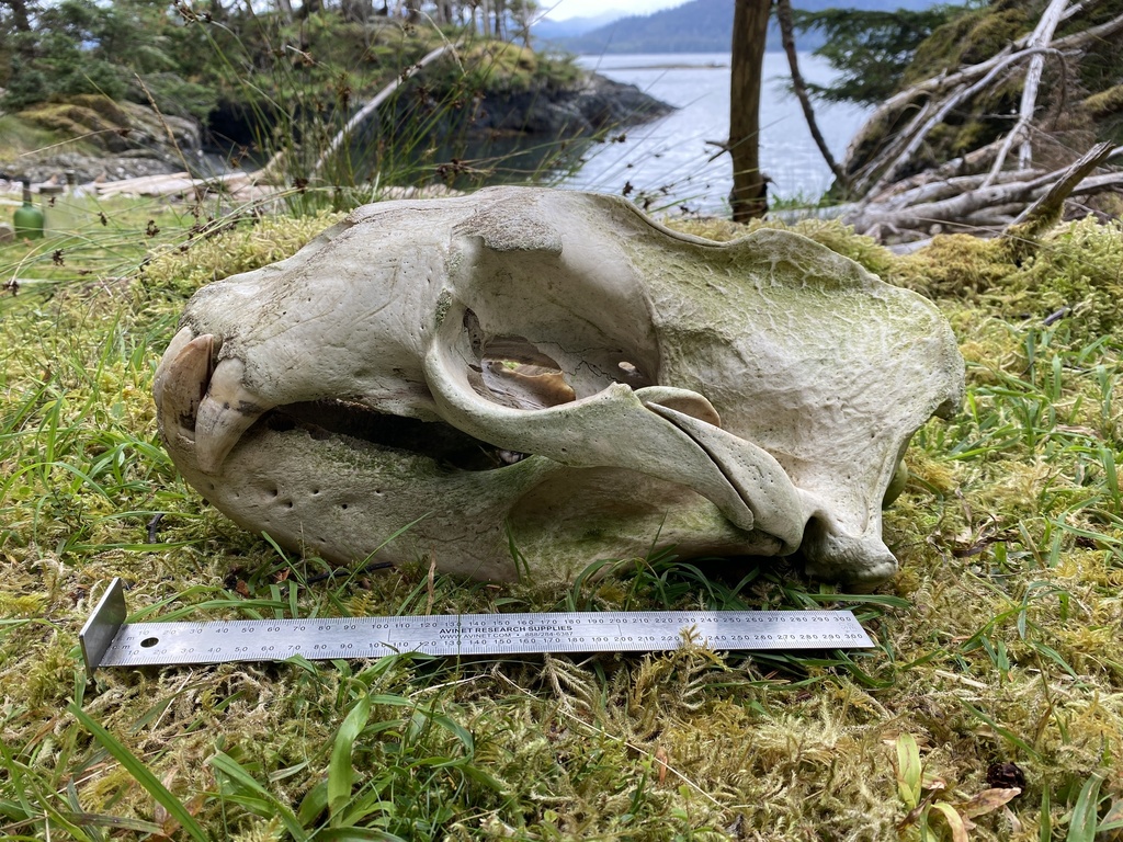 Steller sea lion in Skeena-Queen Charlotte, BC, CA, iNaturalist research-grade observation