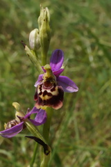 Ophrys fuciflora elatior