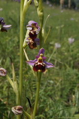 Ophrys fuciflora elatior