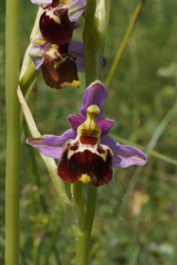 Ophrys fuciflora elatior