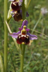 Ophrys fuciflora elatior