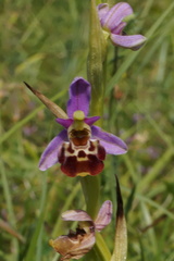 Ophrys fuciflora elatior