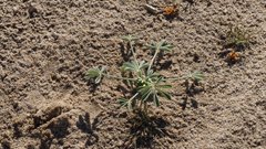 Lupinus shockleyi