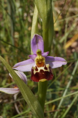 Ophrys fuciflora elatior