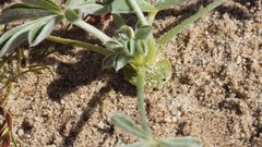 Lupinus shockleyi