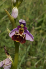 Ophrys fuciflora elatior