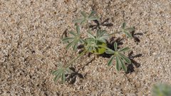 Lupinus shockleyi