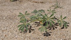 Lupinus shockleyi