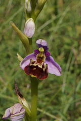 Ophrys fuciflora elatior