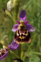Ophrys fuciflora elatior