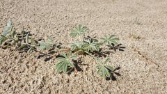 Lupinus shockleyi
