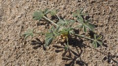 Lupinus shockleyi