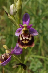 Ophrys fuciflora elatior