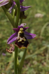 Ophrys fuciflora elatior