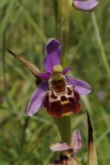 Ophrys fuciflora elatior