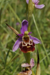 Ophrys fuciflora elatior