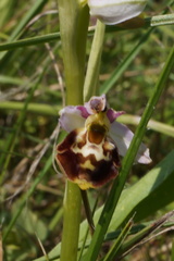 Ophrys fuciflora elatior